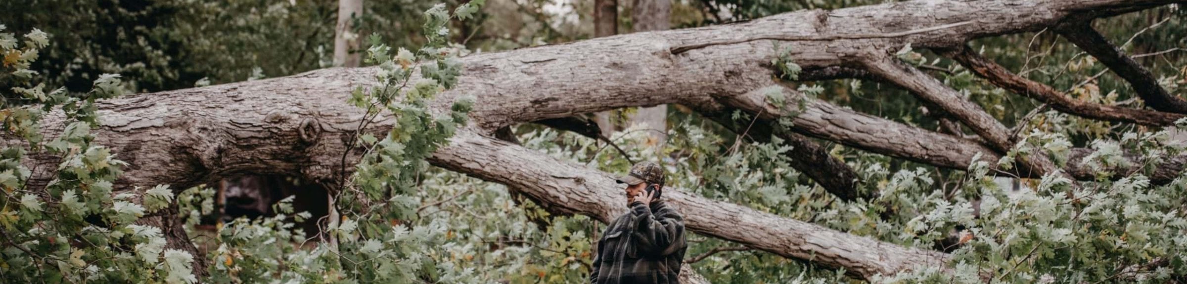 A large oak brought down across a gravel drive after a storm
