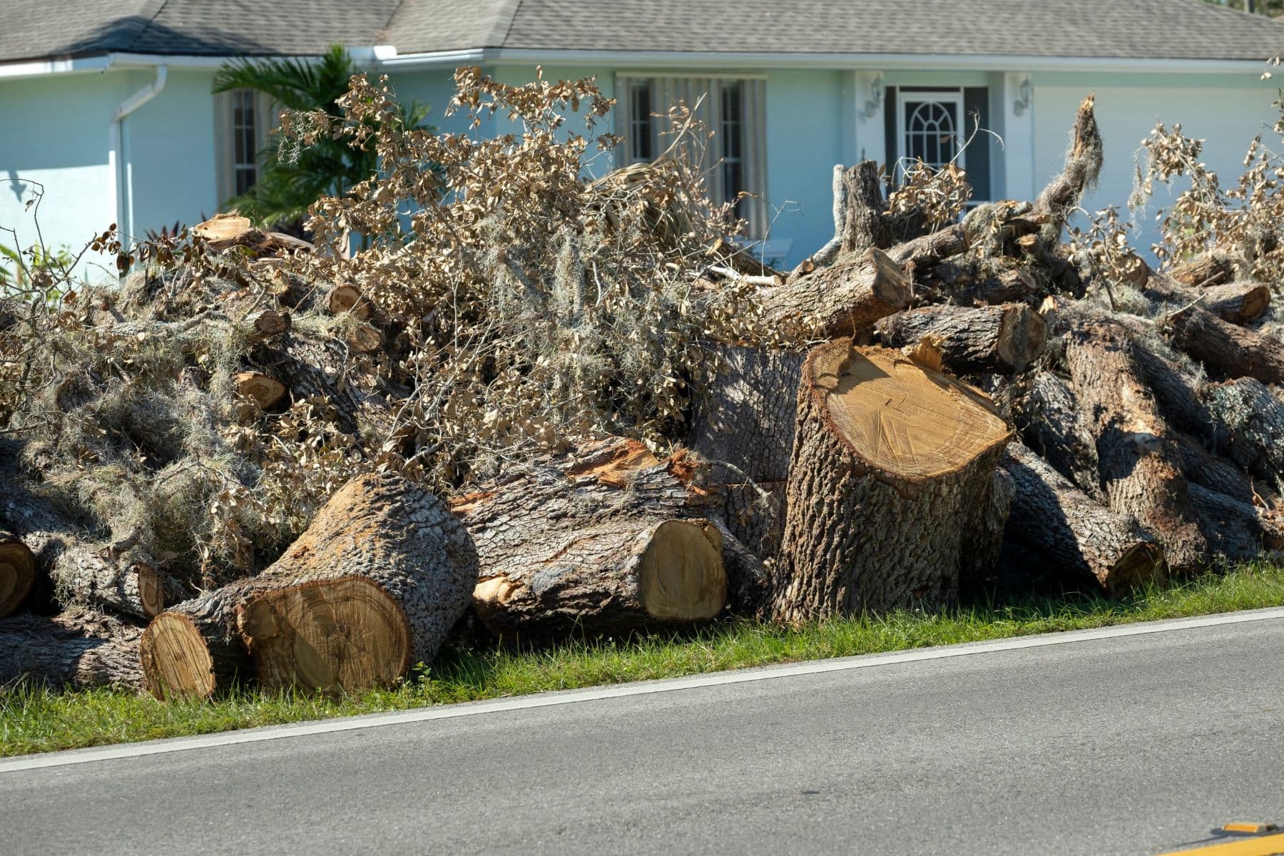 Cut tree trunks and debris piled at the roadside after a hurricane