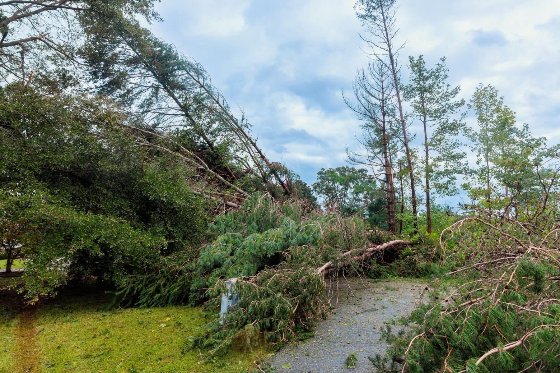 Storm-downed pine trees across a driveway awaiting removal