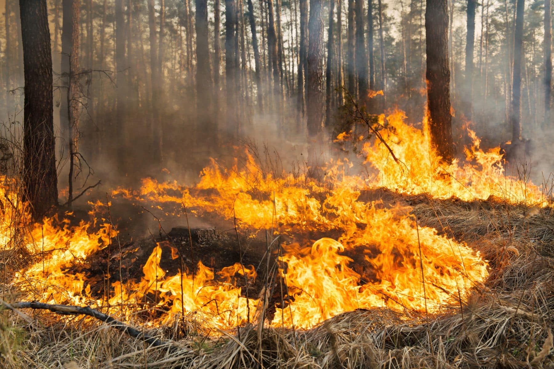 Surface fire burning through dry grass and pine understory